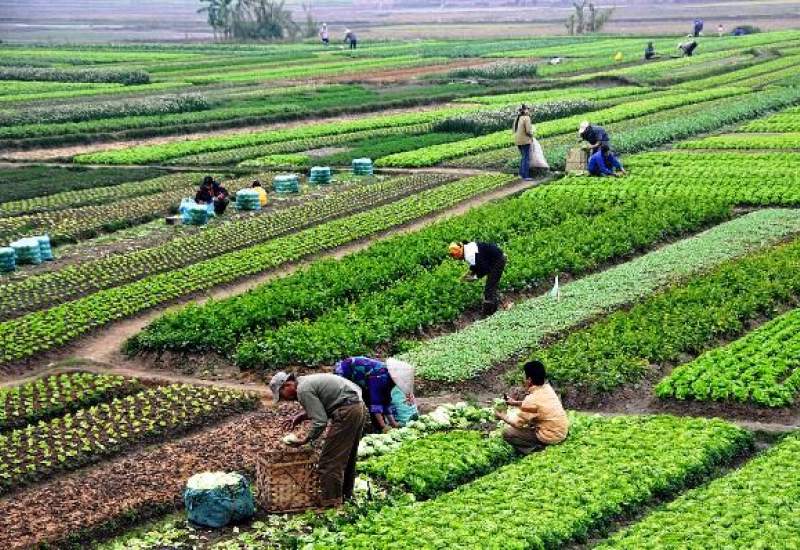 «سبزی با طعم فاضلاب» در یکی از روستاهای کهگیلویه!