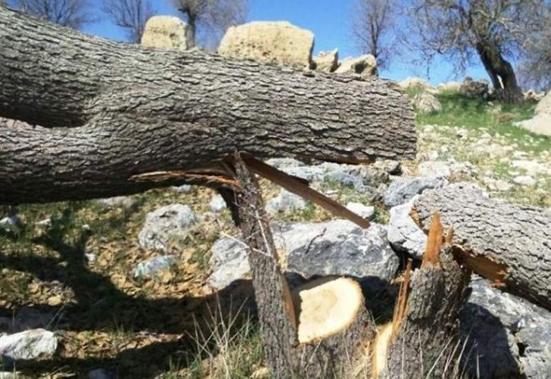 تذکر به رئیس‌جمهور و سوال از وزیر راه در خصوص قطع درختان بلوط جاده یاسوج-سی‌سخت / «شروه» ساختگی در باره «بلاد شاپور»