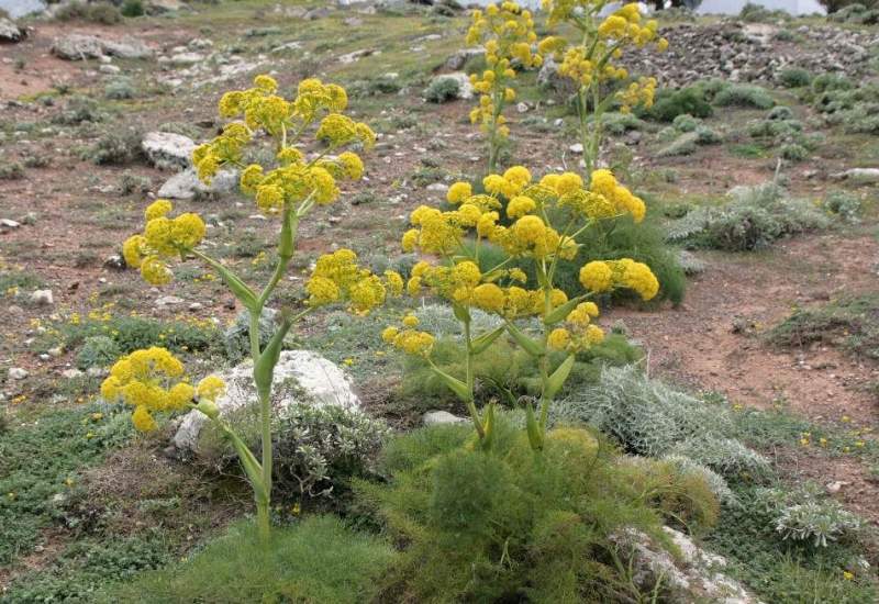 برداشت 15 تن آنغوزه در 150 هکتار از مراتع کهگیلویه وبویراحمد