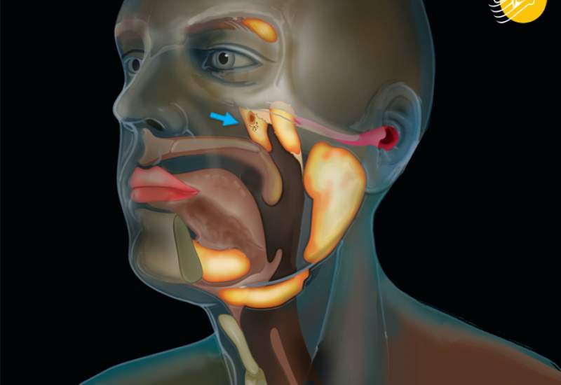 کشف یک عضو جدید در بدن انسان! + عکس