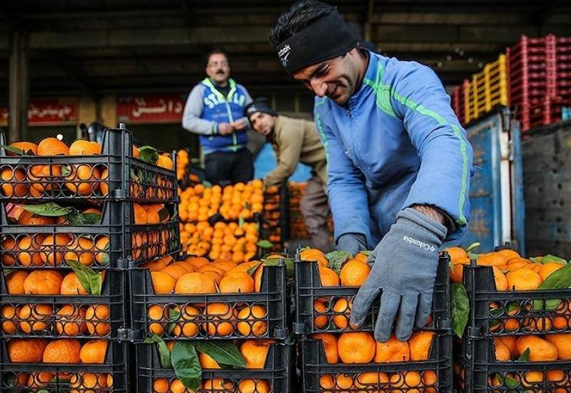 وقتی میوه با کیفیت کشاورزان کهگیلویه و بویراحمد چوب اختلافات را می‌خورد + تذکر قاطعانه معاون دادستان