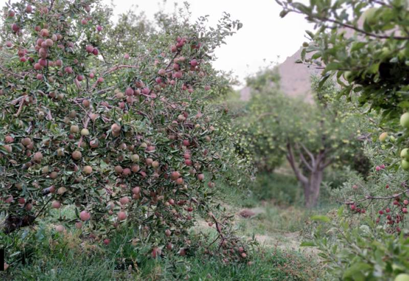 خون دل خوردن باغداران کهگیلویه و بویراحمد؛ ۳۰۰ هزار تن میوه تولیدی کجا می‌رود؟