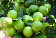 کسادیِ بازار لیموی استان کهگیلویه و بویراحمد و سهمی که نصیب دلال‌ها می‌شود