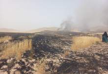 آتش‌سوزی گسترده مزارع گندم در روستای برج علیشیر کهگیلویه (+ فیلم و عکس)