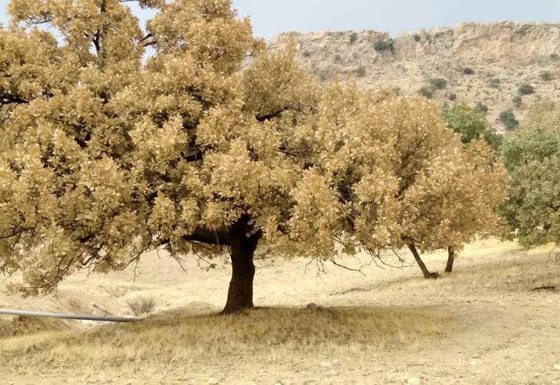 هشدار معاون دادگستری کهگیلویه و بویراحمد به وزیر کشاورزی / علیرغم پیگیری هیچ اعتباری برای مبارزه با آفت برگخوار بلوط اختصاص داده نشده / جنگل های زاگرس رو به زوال است