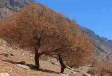 پروانه برگ خوار سفید بلوط به جان درختان لنده افتاد / لزوم توجه مسئولان و پیشگیری از نابودی درختان  <img src="/images/picture_icon.png" width="11" height="10" border="0" align="top">