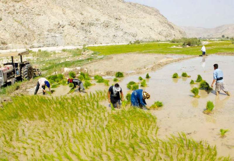 کهگیلویه‌و‌بویراحمد با وجود منابع آبی فراوان در رتبه آخر تولید محصولات کشاورزی