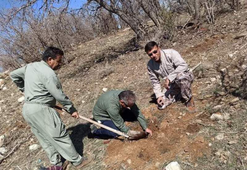 کاشت درختان مثمر در مناطق حفاظت شده گچساران