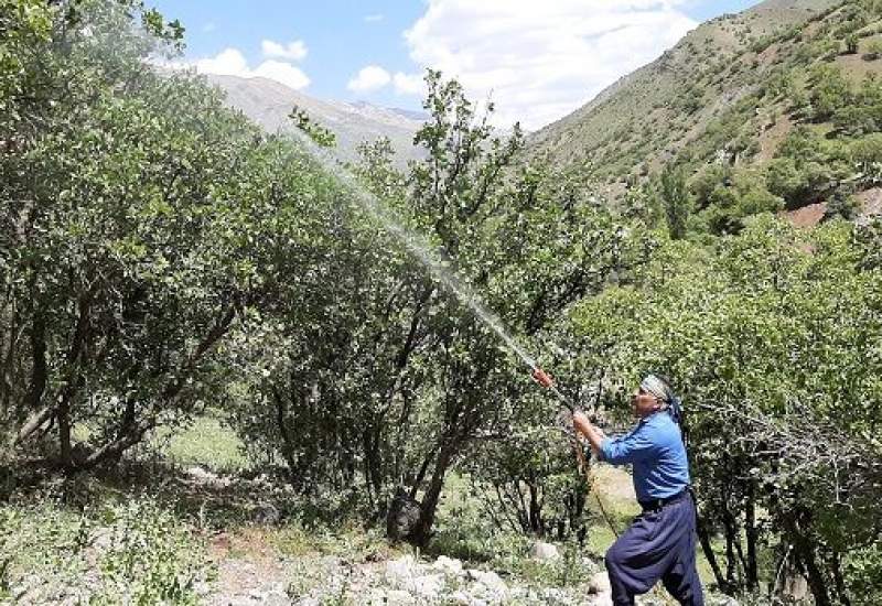 آفت به تن رنجور بلوط‌های زاگرس افتاده / ۶ میلیارد تومان برای مبارزه با آفت بلوط در کهگیلویه و بویراحمد هزینه شده است