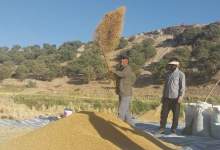 آیین شکرگزاری موقع جمع‌آوری شلتوک در روستای کریک شهرستان دنا (+ فیلم)  <img src="/images/video_icon.png" width="11" height="10" border="0" align="top">