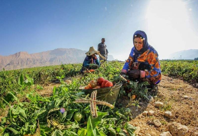 زنان کشاورز جنوب؛ از دستمزد پایین تا مشکلات سلامت / خشکسالی در کمین / زنان گوجه‌چین دهدشتی روزانه چقدر درآمد دارند؟